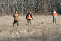 And again, on his next find. The dog takes on a subtle cautionary gesture from the handler while the guns take care of knocking the bird down.