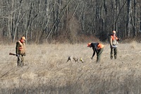 The Weimaraner's reward for showing such steadiness is a chance to do a nice retrieve. The gunners turn their backs to the dog so that it's clear to whom that bird should be delivered.