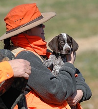 A two-month-old Shorthair pup takes in the sights and sounds.