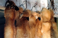 On any farm where thousands of game birds are released, the local fox population tends to jump much too high. But controlling them doesn't mean wasting pefectly good pelts . . .  And here, some are drying in the barn.