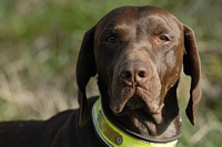 How do you get this sort of focus from the dog? Take your camera, and get in between the dog and the birds.