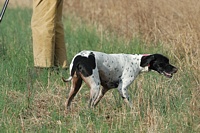 A Pointer is locked up on a chukar, and waits as gunners move into place.