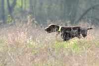And the pointer's bracemate is swinging around the other side of the bird field, on his own hunt.