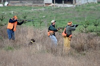 On the brace's second bird, the shorthair's handler has just kicked up the partridge in front of his watching dog. The gunners take aim as the handler raises his non-functioning prop gun. That's part of the test - to make sure your dog is steady, even as you swing your own gun.