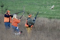 Fairly close quarters, on this one. The pointer is patient as the team flushes and hits the bird.