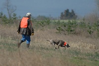 Jim and the Weim he's handling head down the slope into the bird field.