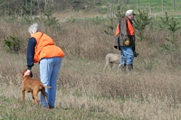 In a senior test, judges will allow a handler to collar a dog once it has acknowledged another dog on point.