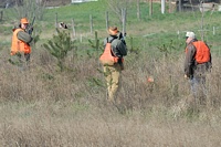 Rats. The chukar has just flushed right over the dog's head, between the gunner, and right at the mounted judges. No safe shot. . .