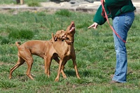 Off of the testing grounds, in an idle agility enclosure, a couple of Vizslas get some romp time.