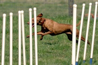 Agility smagility. This is off-duty time, and the poles are just scenery.