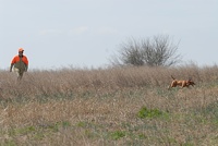 Vizsla and handler cresting the hill, and headed into the bird field on the Senior course.