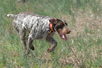 Doesn't skip a beat, even with a hot tongue, and follows the scent wafting up from the piney area downhill, where earlier birds were worked.