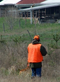 A chukar goes up in front of a Vizsla, and breaks for the barn.