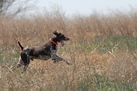 It's getting warm out, but scenting is still possible for Canon, a shorthair who's charging into the bird field after a clean run through the back course.