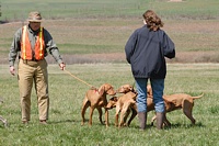 It's a virtual vortex of Vizslas.