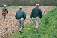 She's come to a stop along the edge of the sorghum, and stays on point as her handler comes in to flush the bird.