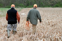 Molly's handler and a judge walk behind her as she hunts up the next of the five birds that have been put down in the field.