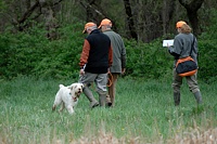 Looping back from the treeline after a chukar flush.