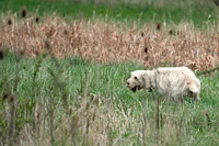 A chukar is up and around, and Molly has just eyeballed it on her way by.