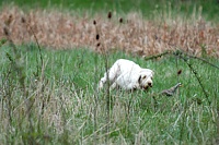 She's fast, but so is the bird. Partridges will often give running a try before they'll take to the wing.
