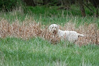 . . . but the bird has hopped into some cover, and now that it's invisible, Molly becomes more thoughtful about it.