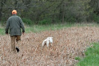 . . . before they head down the sorghum patch to the end of the first field.