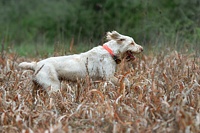 With a cut through the trees into the next field, and a turn into the wind, the pace picks up.