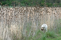 Working down a row of teasles.