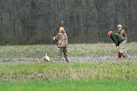 While the handler keeps his dog in a blind, the judges release a pheasant to run into the cover.