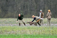 The handler leads the ready-to-go Weim over to the pile of feathers being pointed out by the judge. That's the start of the trail the dog needs to track.