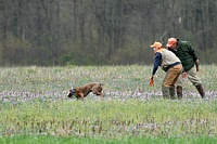 And off he goes, tracking those pheasant feet.