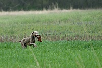 Returning, right quick, with that pheasant. But that grip is just a little awkward . . .