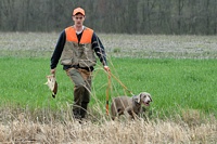 Whew! The handler's done with that run, but his Weimaraner would just as soon do it all over again.