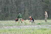 Most pointing dogs are very good at visually marking game on the ground. The blind prevents them from seeing these releases.