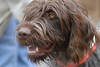 Wirehaired Pointing Griffon