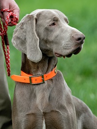 A Weim waits his turn, and watches from the sidelines. A cool customer.