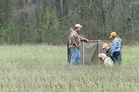 Molly the Spinone waits behind the relocated blind while the new track is established.