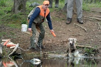 At the water test, a bumper is thrown into water just deep enough to require a swim.