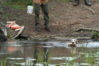 The judge are looking for the dog's willingness to get into the water. The retrieve isn't strictly necessary, but most young dogs will eagerly go after that dummy.