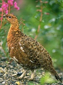 Grouse