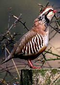 Partridge