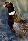 Pheasant