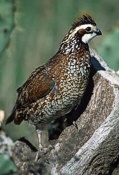 Quail