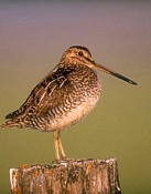 Snipe