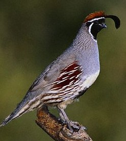 Quail