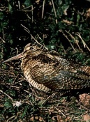 Woodcock