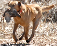 Retrievers