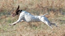 No leash means a happy bird dog.