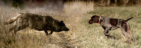 Your gun dog's not so far removed from his still-living ancestors.